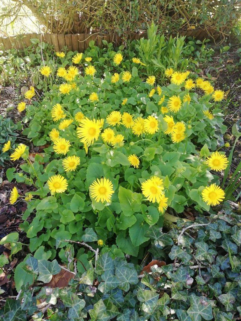 Echange ou vend Duronic, Enlèvement, Printemps, Plante fixe
