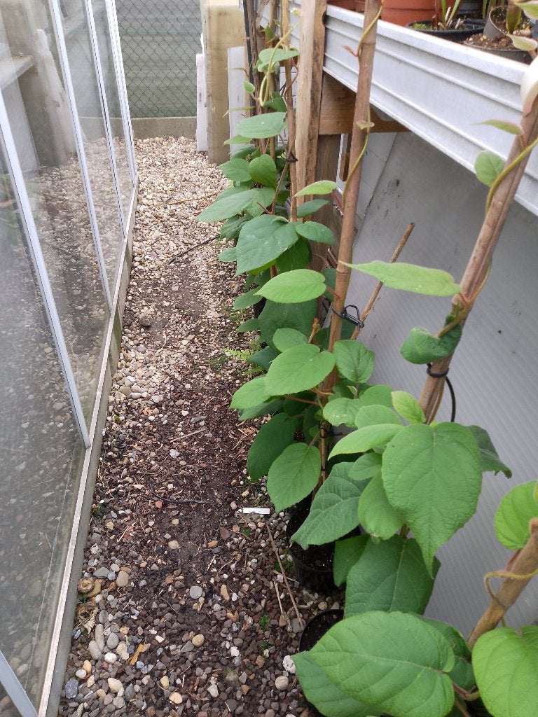 grote kiwi planten, Tuin en Terras, Planten | Fruitbomen, Ophalen