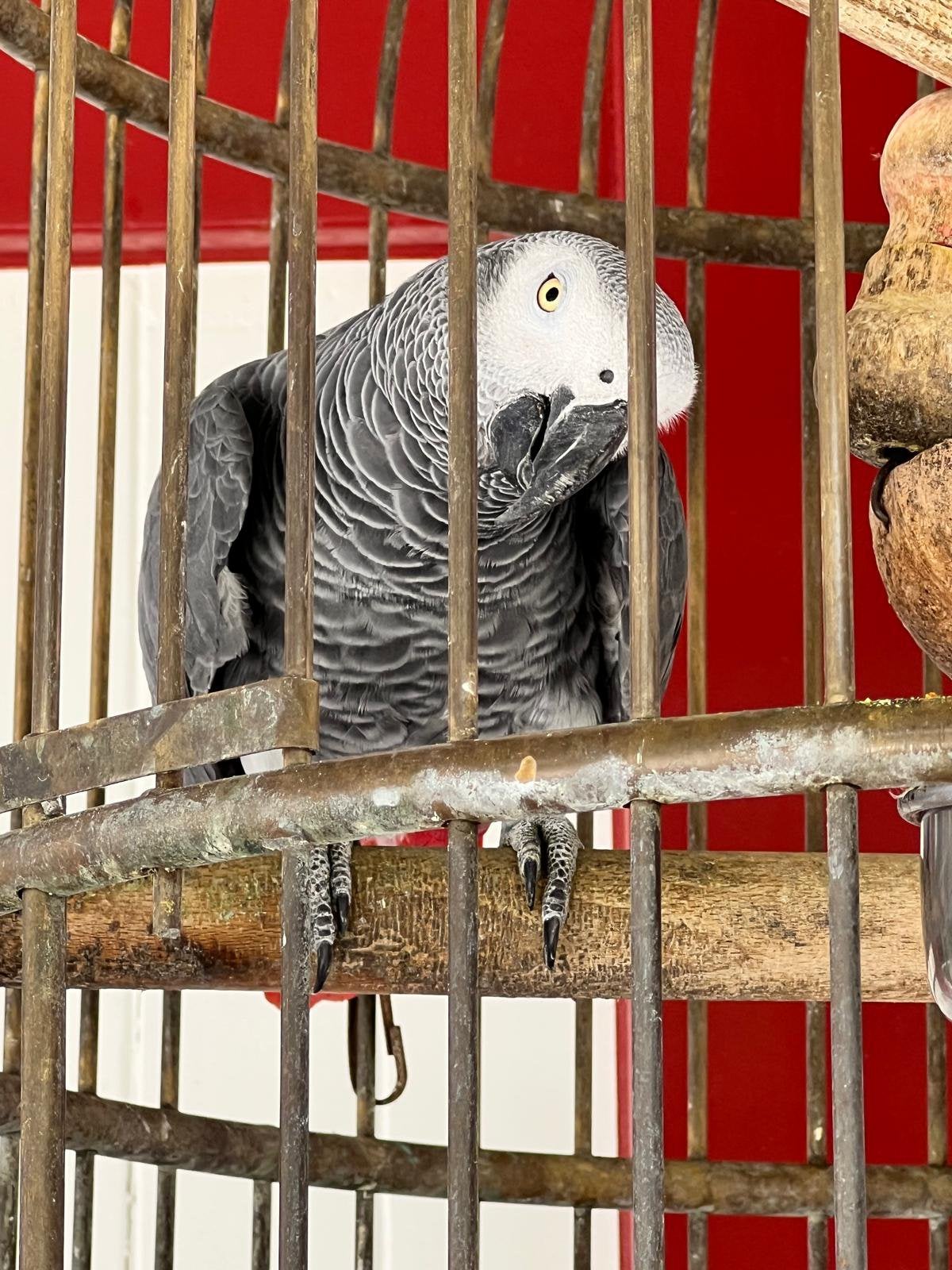 Gezonde roodstaart papegaai met antieke kooi, Dieren en Toebehoren, Papegaai