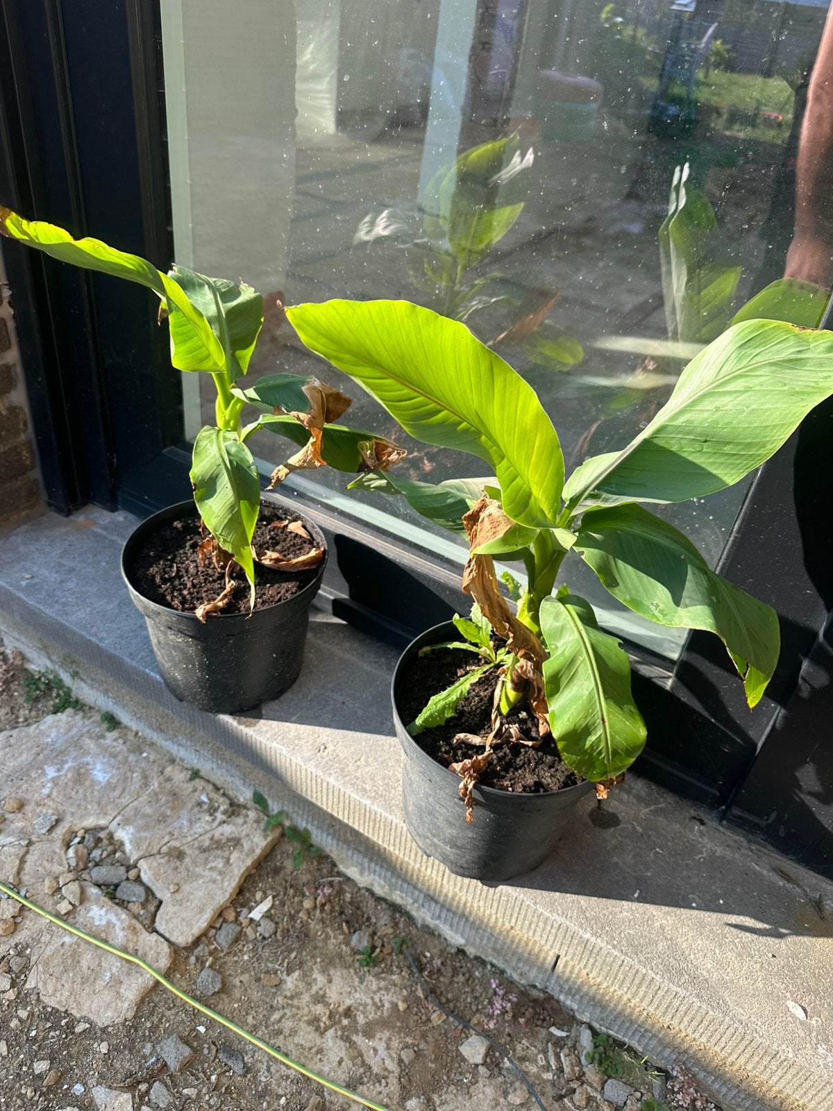 Musa basjoo bananenboom wintervast, Tuin en Terras, Ophalen, Eenjarig