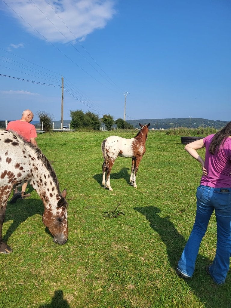Ruin 2j appaloosa, Dieren en Toebehoren, Ruin, Niet van toepassing, Gechipt, 0 tot 2 jaar