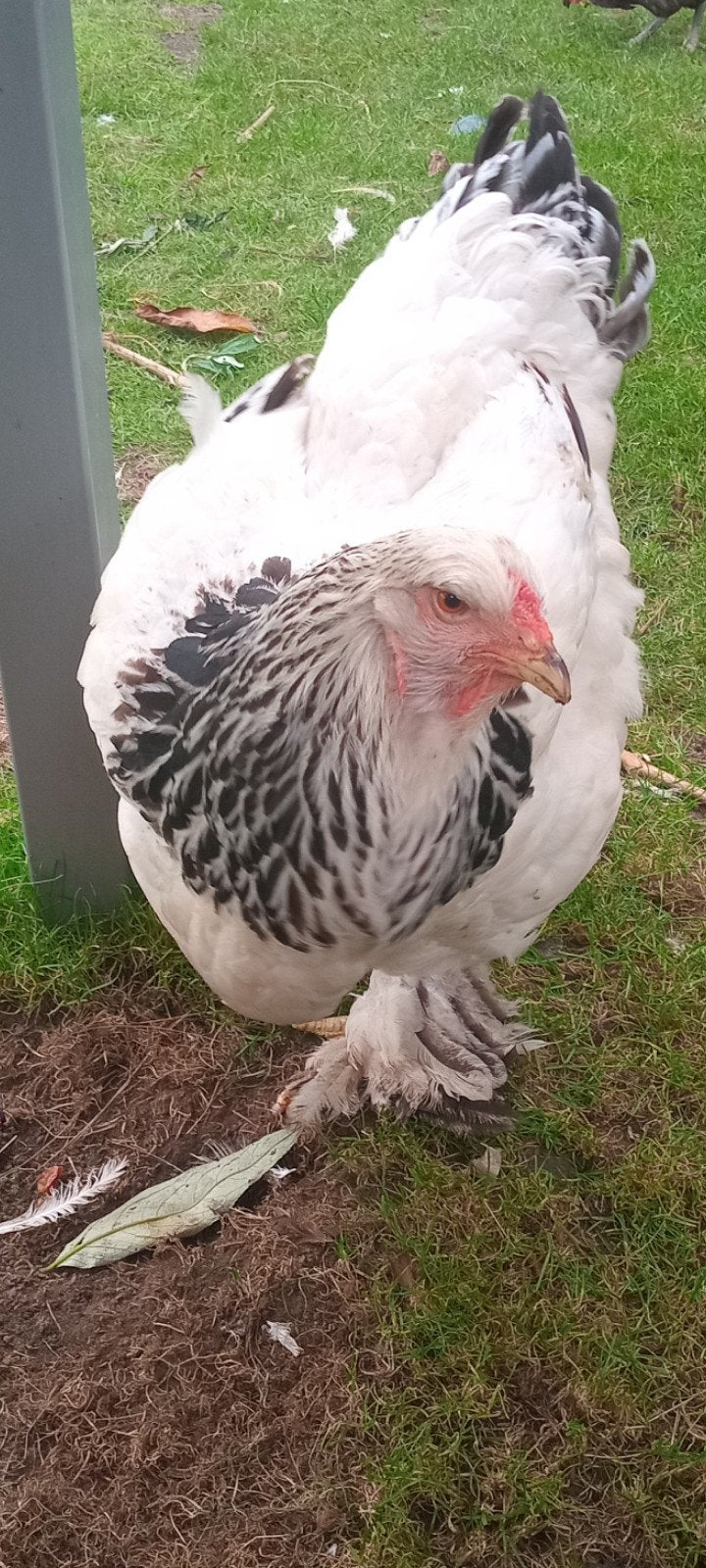 brahma hen