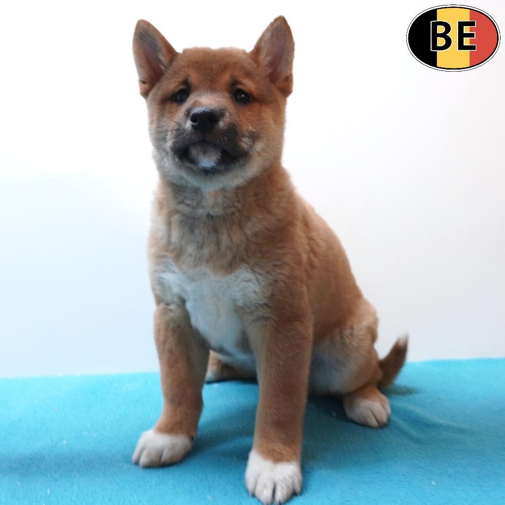 Shiba Inu, Belgische pups te koop, Dieren en Toebehoren, Parvo, België, 8 tot 15 weken, Meerdere