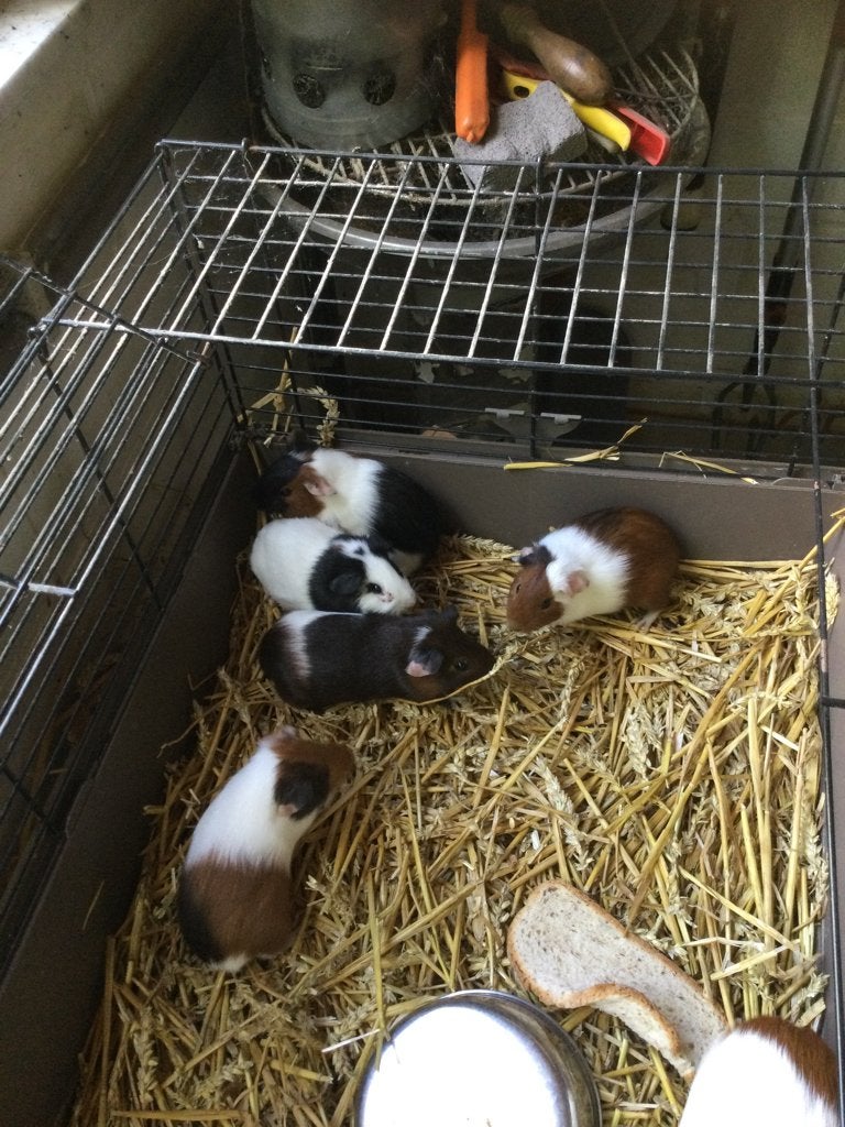 Cavia’s, Animaux & Accessoires, Rongeurs, Juin, Domestique, Plusieurs animaux, Cobaye