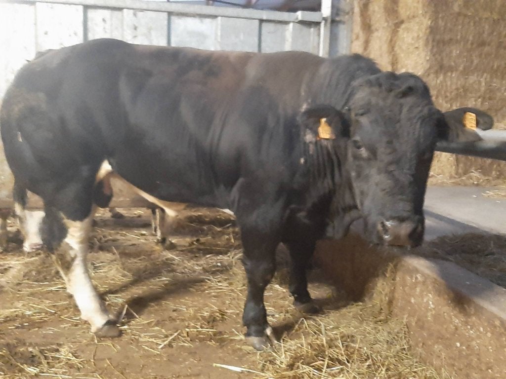 Mooie BWB dekstier te koop, Mâle, 3 à 6 ans