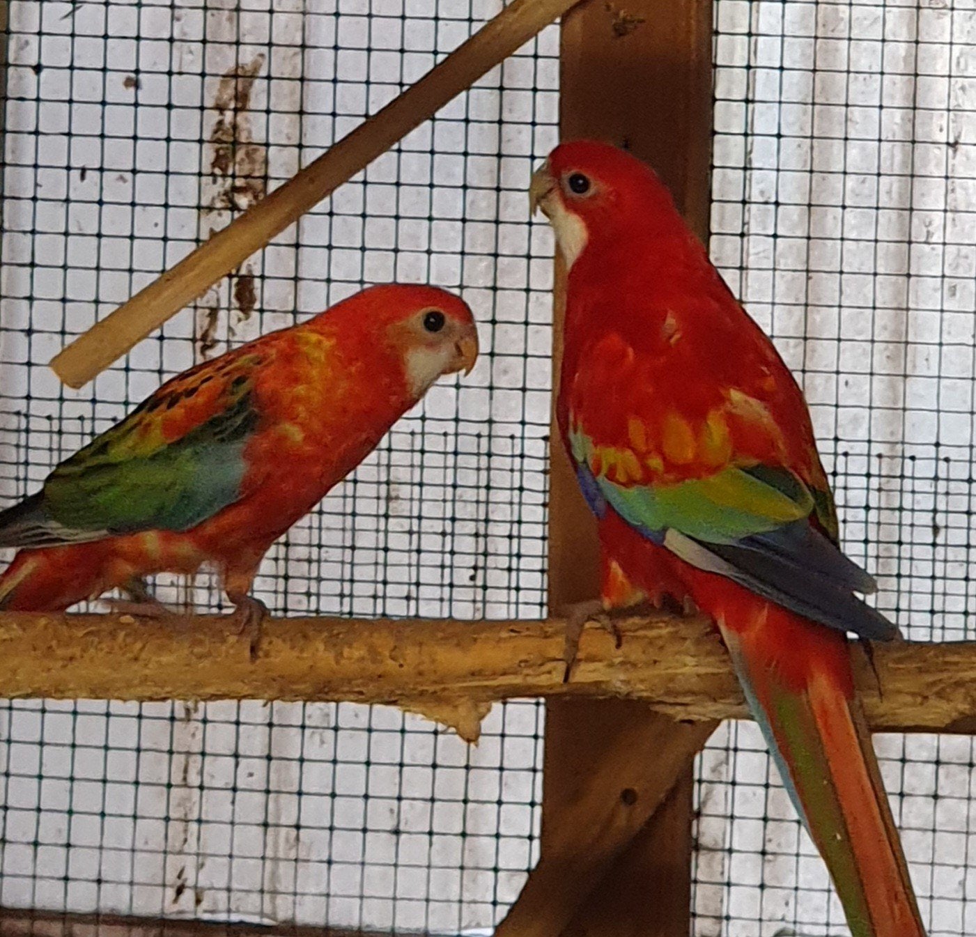 rosella's, Plusieurs animaux, Perruche, Bagué