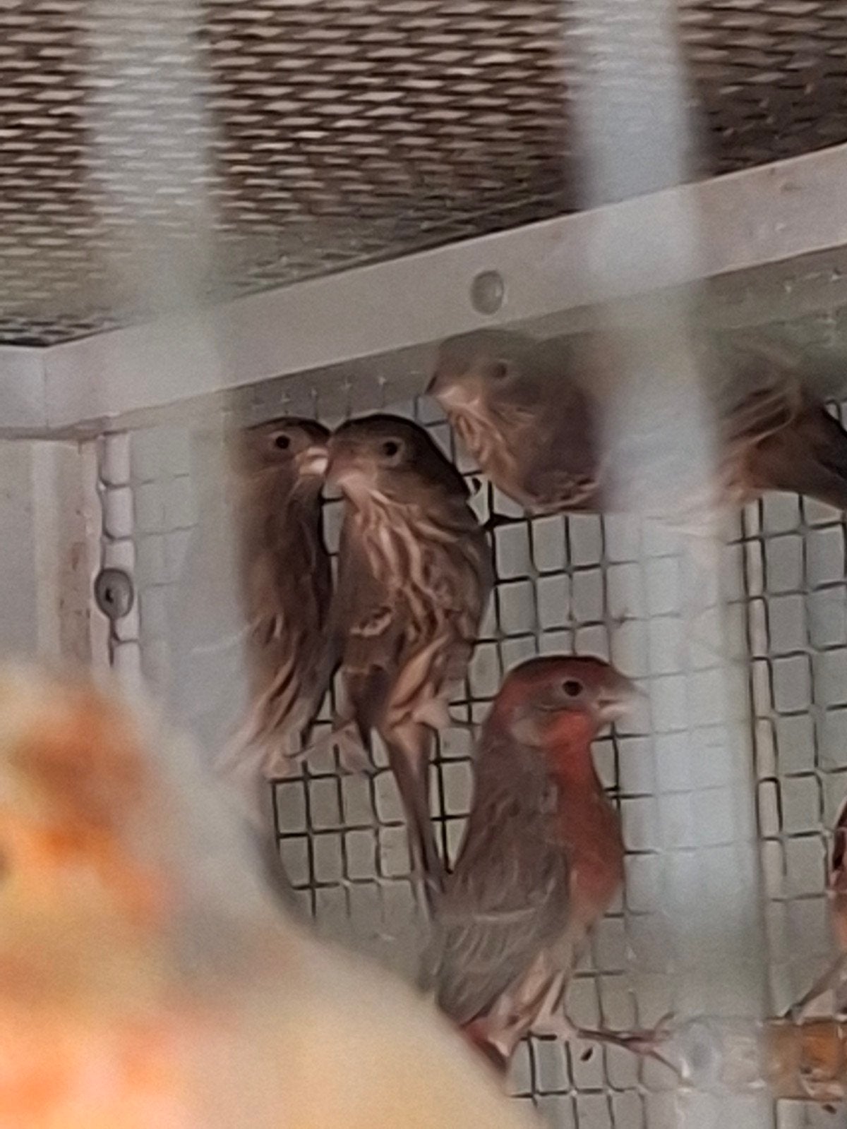 mexicaanse roodmussen 10 euro stuk, Dieren en Toebehoren