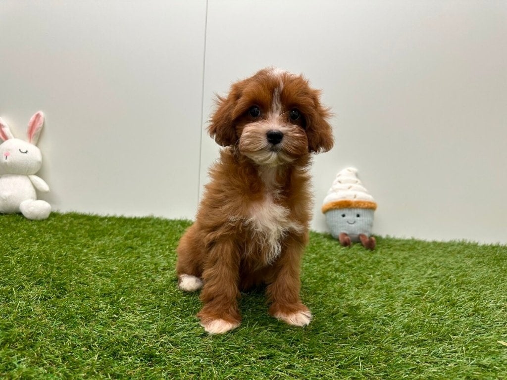 Cavapoo pups (F1)