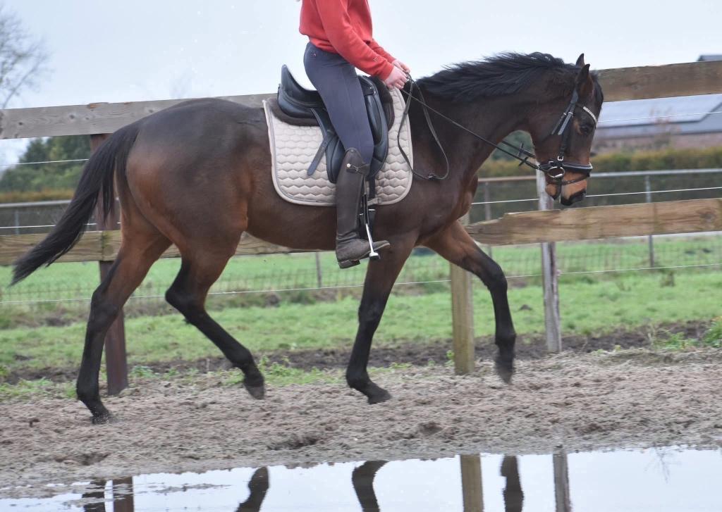 Braaf aangereden, goed bewegende, grote E merrie, Dieren en Toebehoren, 3 tot 6 jaar, Recreatiepony, Merrie, E pony (1.48m - 1.57m)