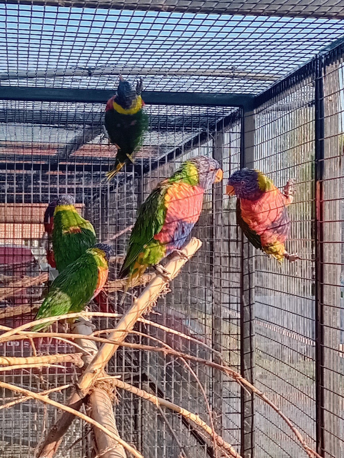 Lori van de blauwe bergen, Dieren en Toebehoren, Vogels | Parkieten en Papegaaien