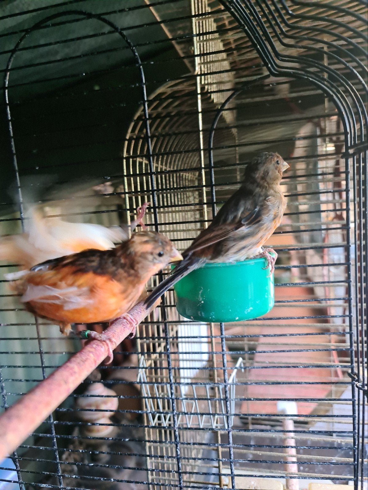 harelekijne kanaries, Dieren en Toebehoren, Vogels | Overige Vogels