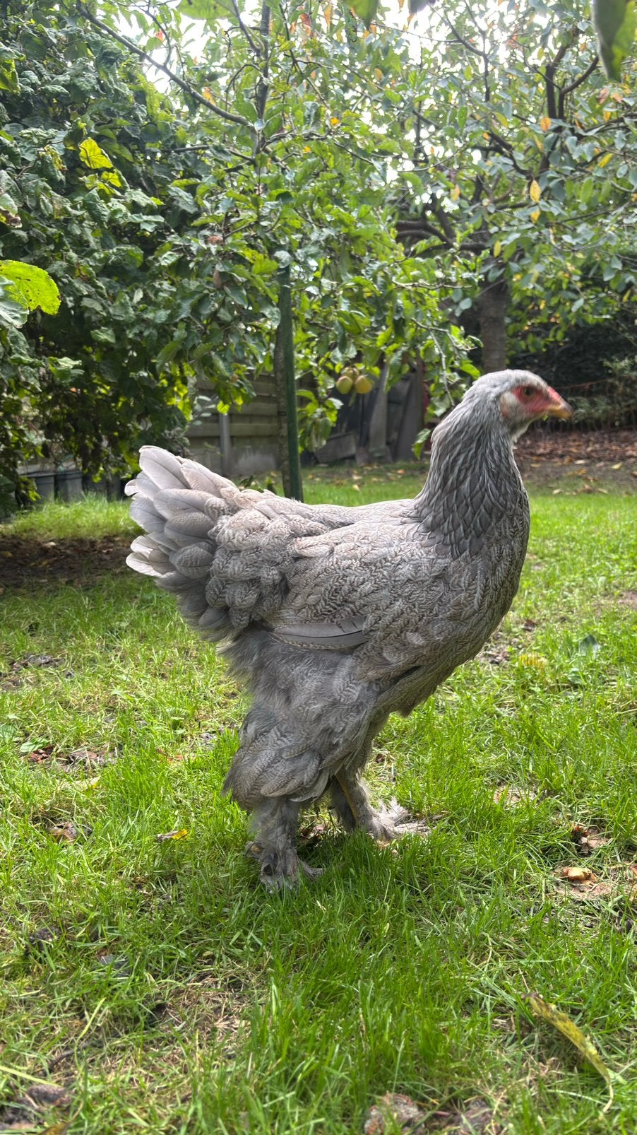 Brahma, Vrouwelijk, Kip