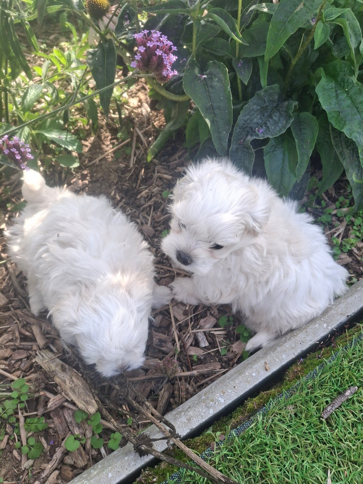 Maltezer pups, Dieren en Toebehoren, België, Maltezer, Fokker | Hobbymatig, CDV (hondenziekte)