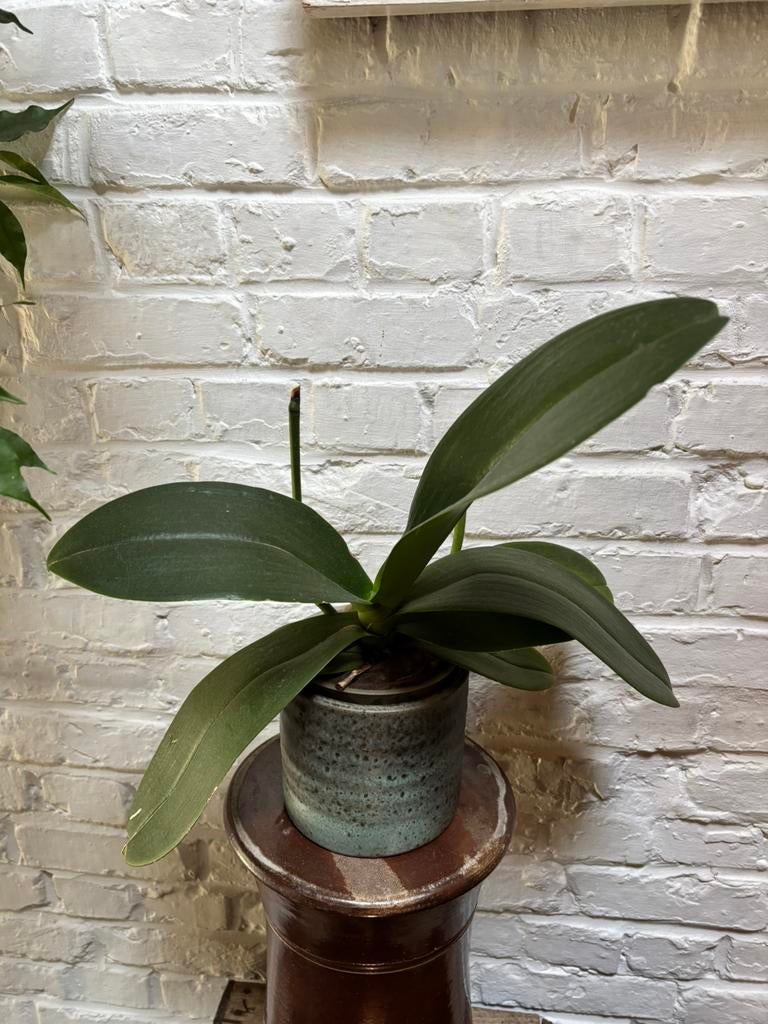 Orchidee - geeft witte bloemen, Enlèvement