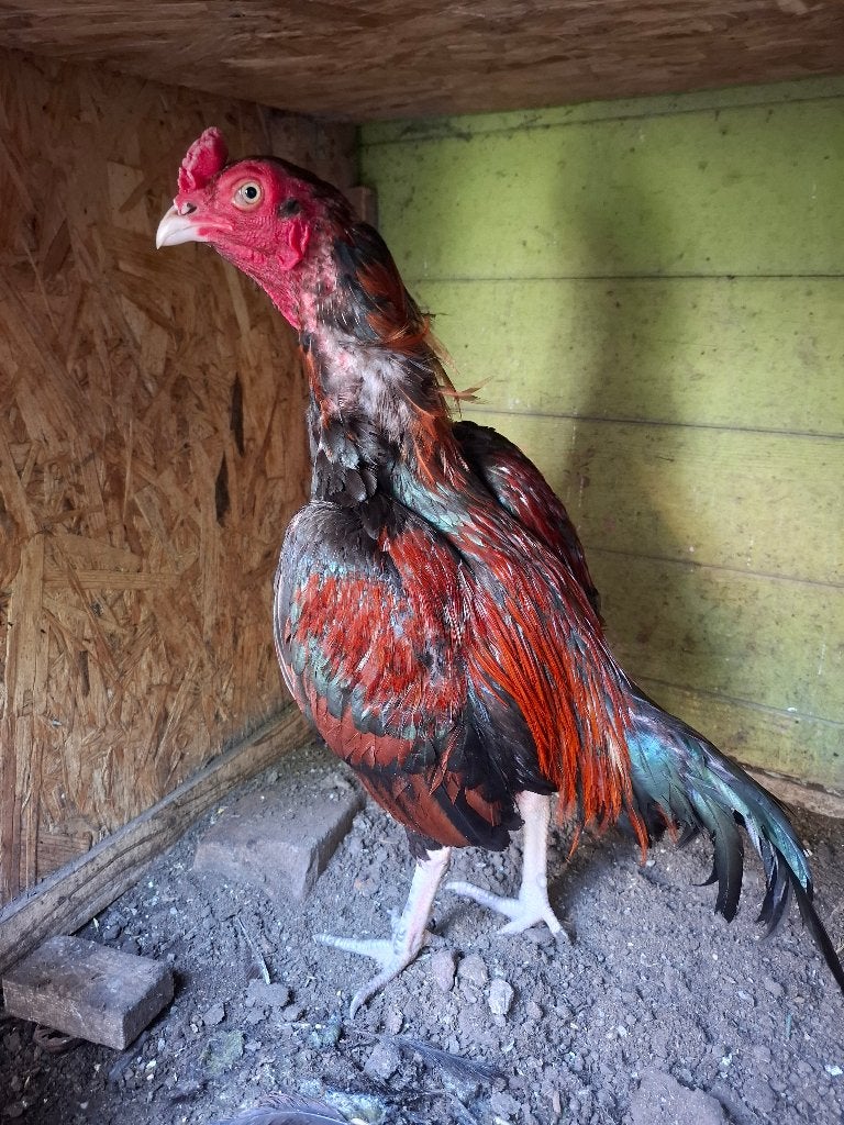 Shamo aseel haan te koop, Animaux & Accessoires, Volatiles, Poule ou poulet, Mâle