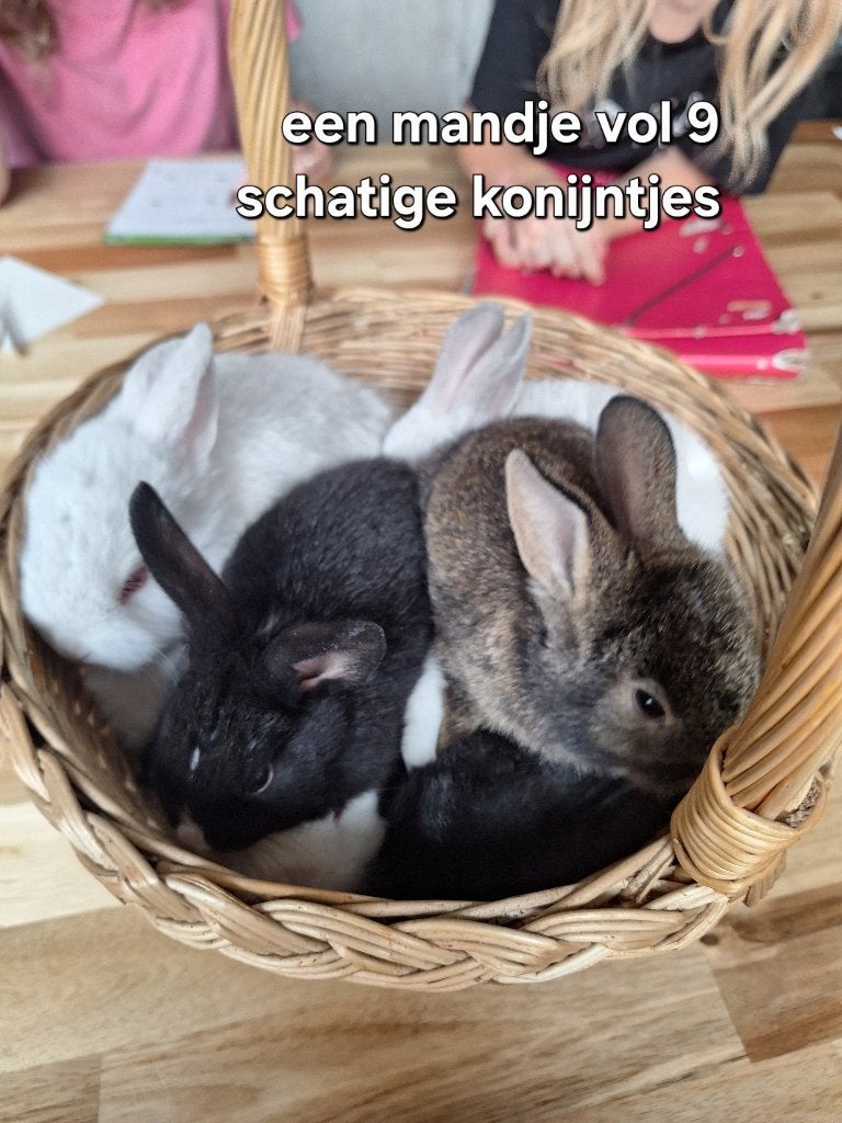 Konijntjes, Dieren en Toebehoren, Konijnen, Meerdere dieren, Middelgroot, Hangoor, 0 tot 2 jaar