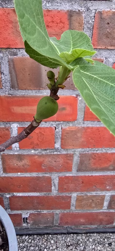 Figuier Ficus Carica 1v9cast, Jardin & Terrasse, Figuier, En pot, Plein soleil, Moins de 100 cm