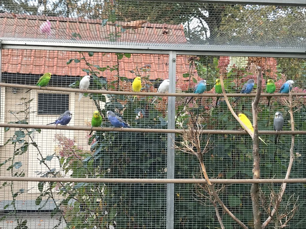 Grasparkieten - Kanarie's - Groenvinken, Perruche