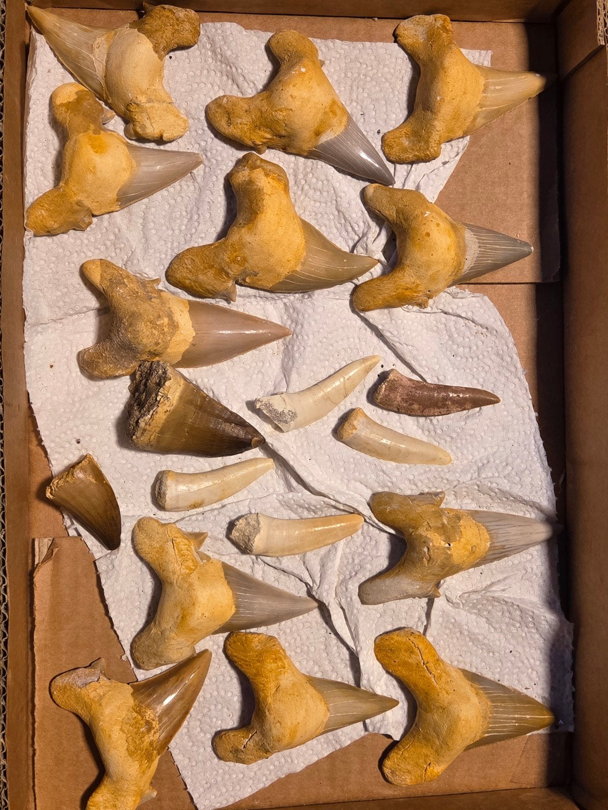 Joli lot de dents de requin, d'enchodus et de mosasaure, 19, Collections, Enlèvement ou Envoi