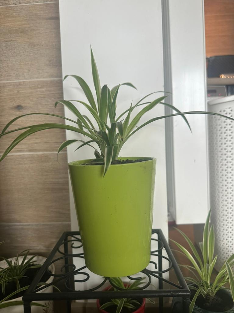 Graslelie met kleipot, Huis en Inrichting, Kamerplanten, Ophalen, Overige soorten, In pot, Minder dan 100 cm