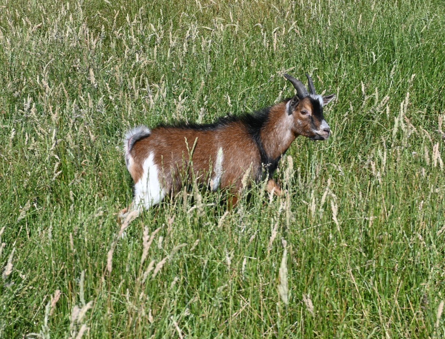 Dwerggeit/Dwerggeitjes bokjes
