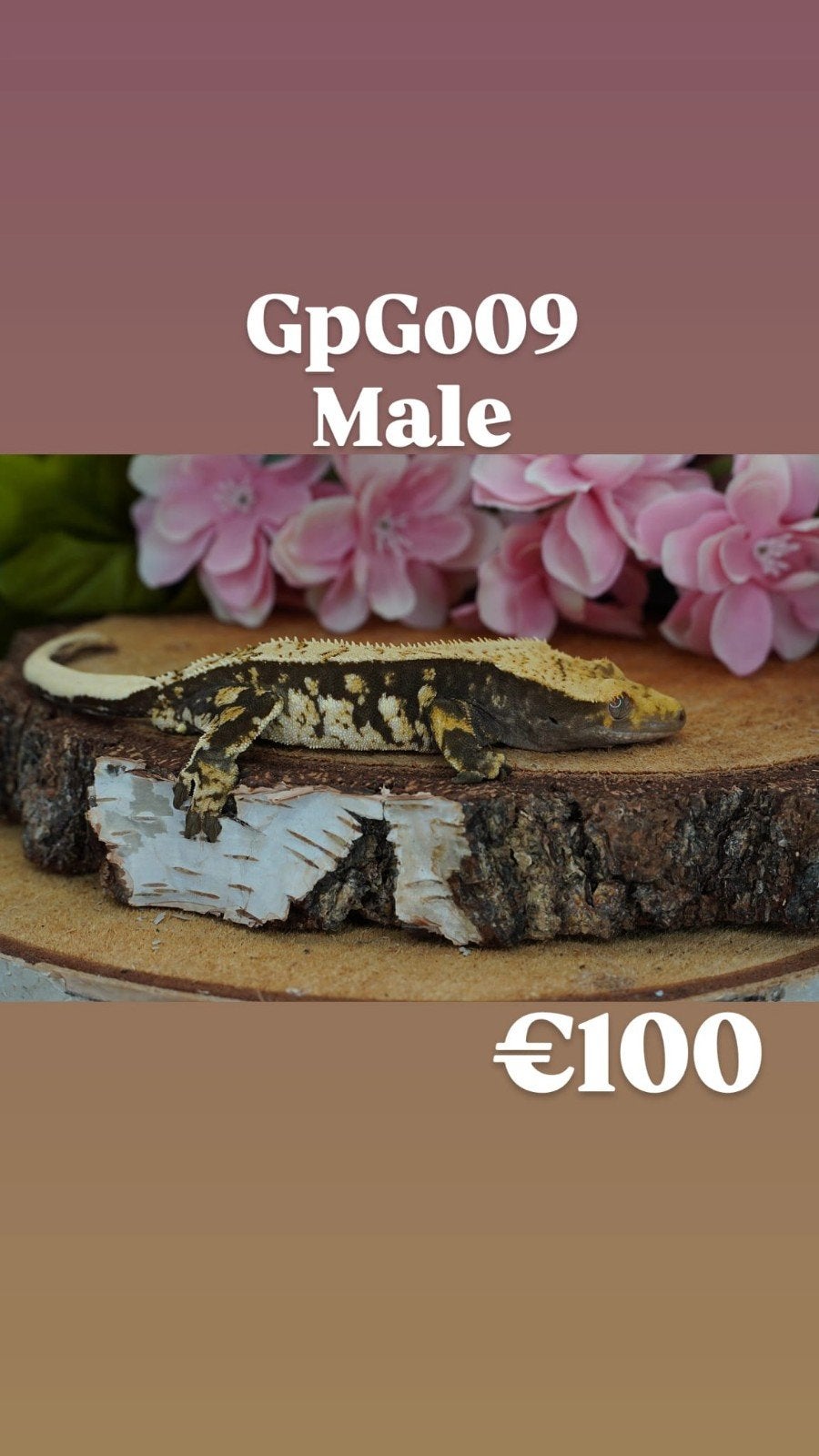 Verschillende wimpergekko's: Man, vrouw, baby, RTB, Hagedis, 0 tot 2 jaar