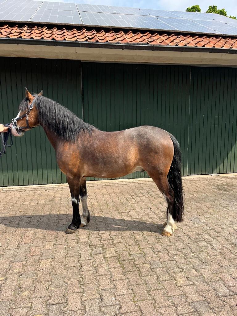 Te koop leuke D pony, Animaux & Accessoires, Poneys, Hongre, Ne s'applique pas, Poney D (1.37 m à 1.48m), Poney de récréation