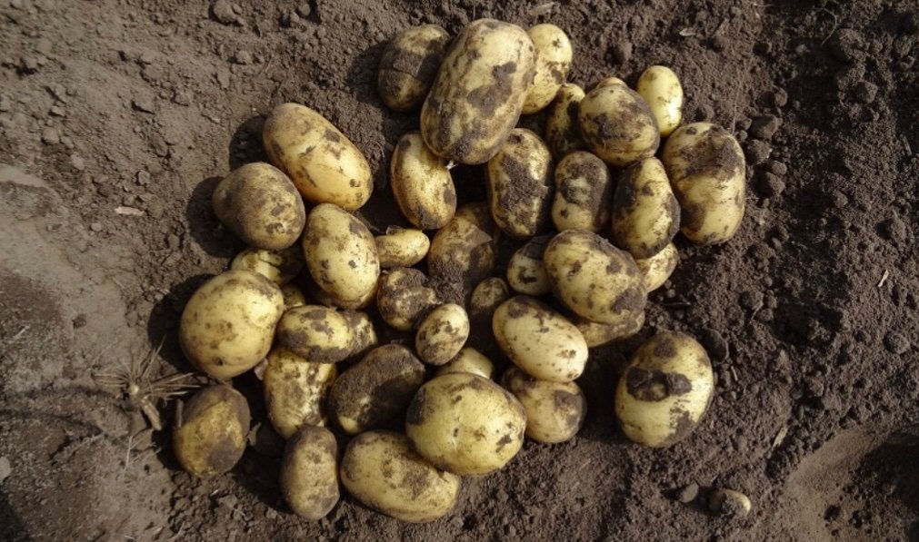 Nieuwe aardappelen berber, Ophalen