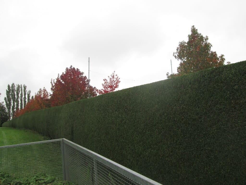 Jardinage, Tuin en Terras, Gras en Kunstgras, Ophalen of Verzenden