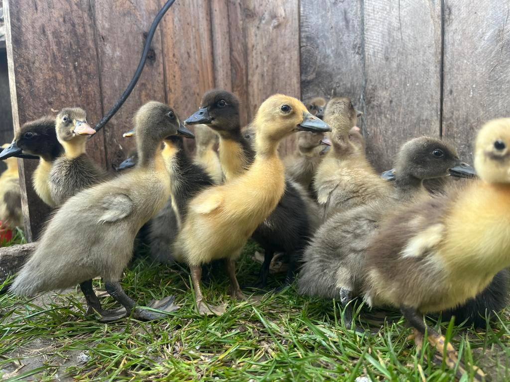 Kuikentjes indische loopeenden, Geslacht onbekend, Eend
