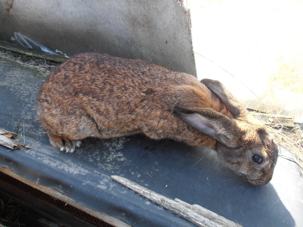 Konijn Voedster, Dieren en Toebehoren, Konijnen