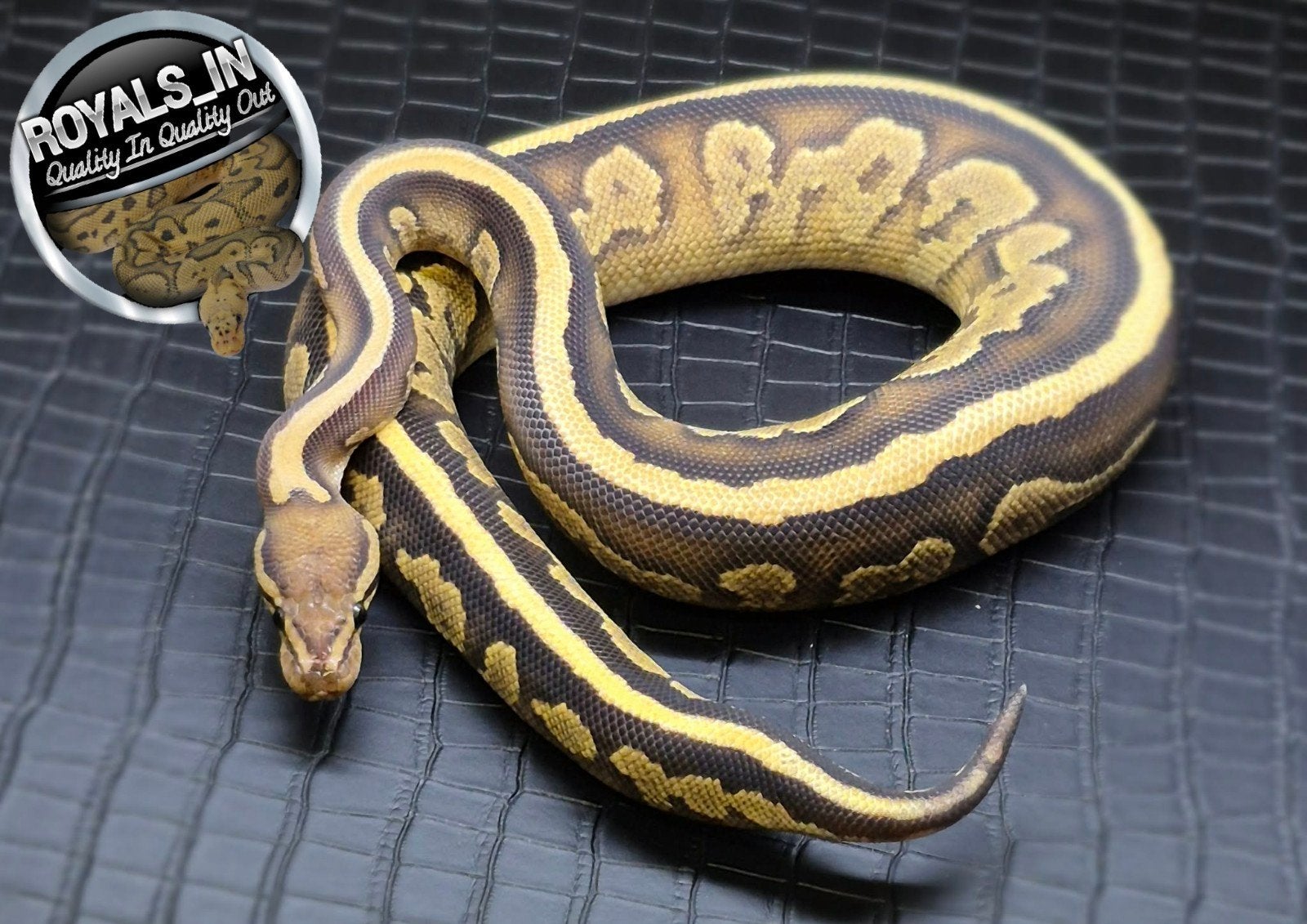 Python regius Ball Python - male for sale from ROYALS_IN