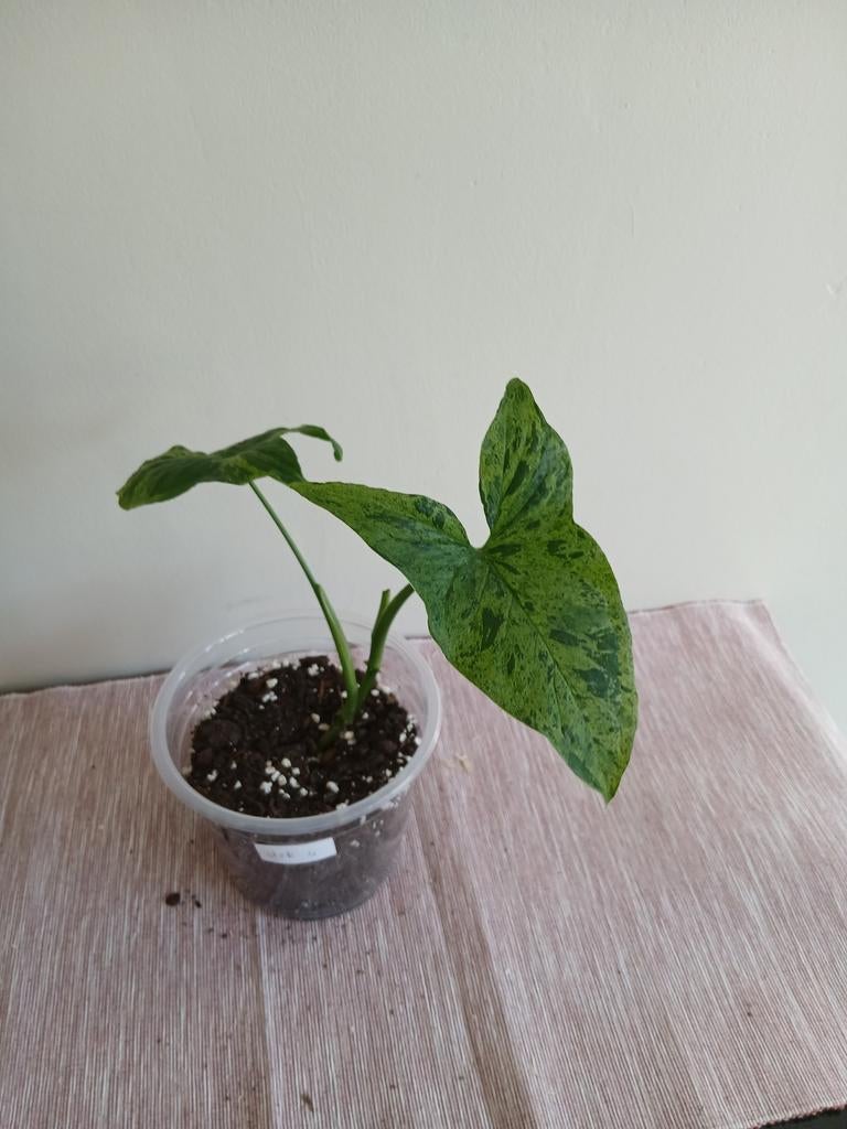 Syngonium, Huis en Inrichting, Kamerplanten, Ophalen