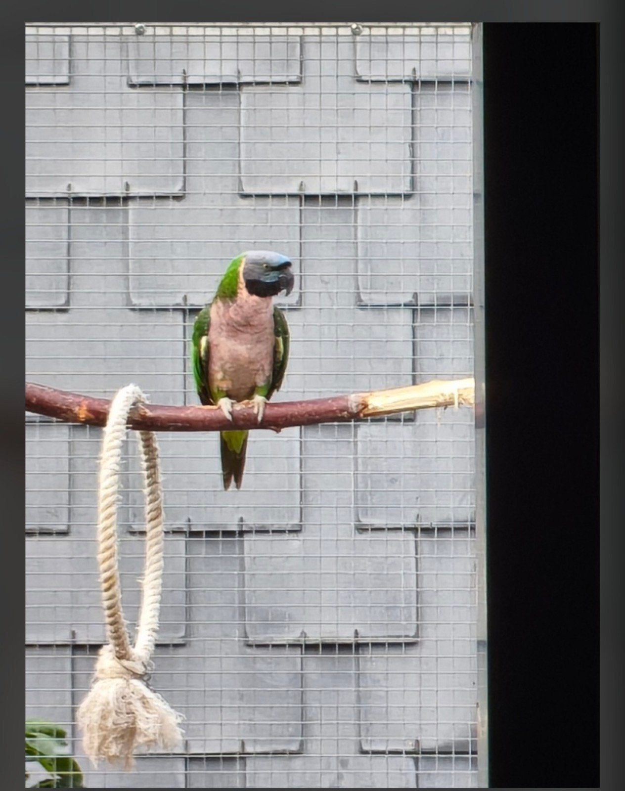 derbyan pop, Dieren en Toebehoren, Vogels | Parkieten en Papegaaien
