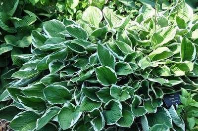 Hosta Francee, Tuin en Terras, Planten | Tuinplanten, Ophalen, Vaste plant, Overige soorten