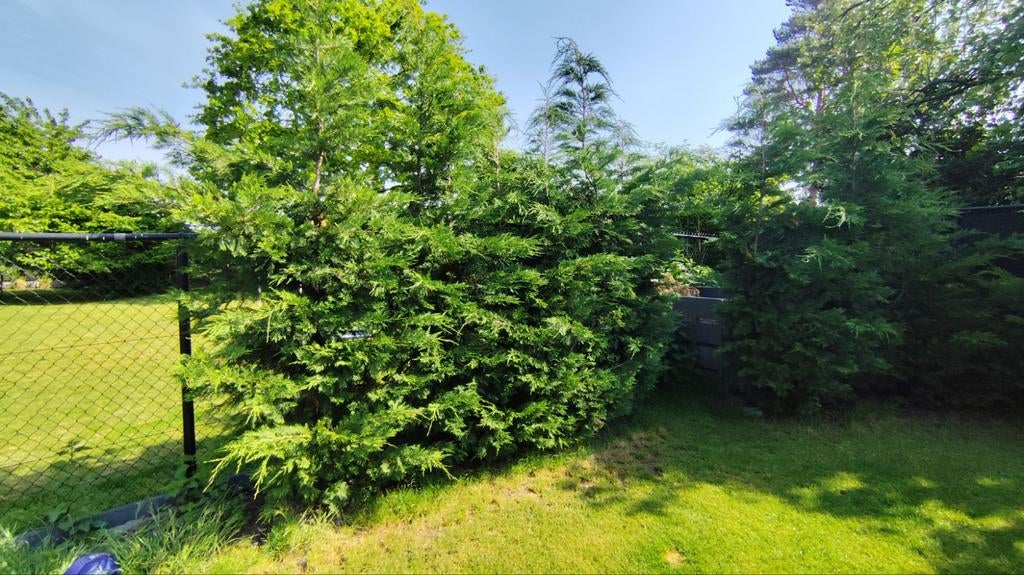 9 coniferen, 3 jaar oud, Tuin en Terras, Ophalen