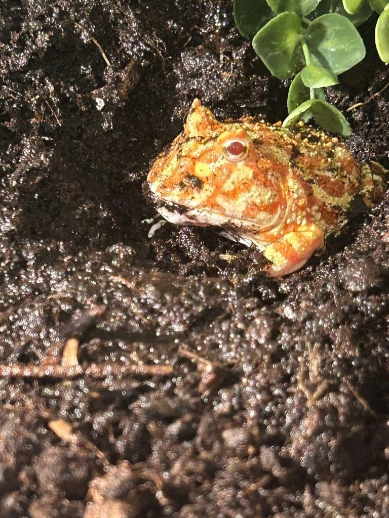 Pac-Man kikker met terrarium, Animaux & Accessoires, Avec terrarium