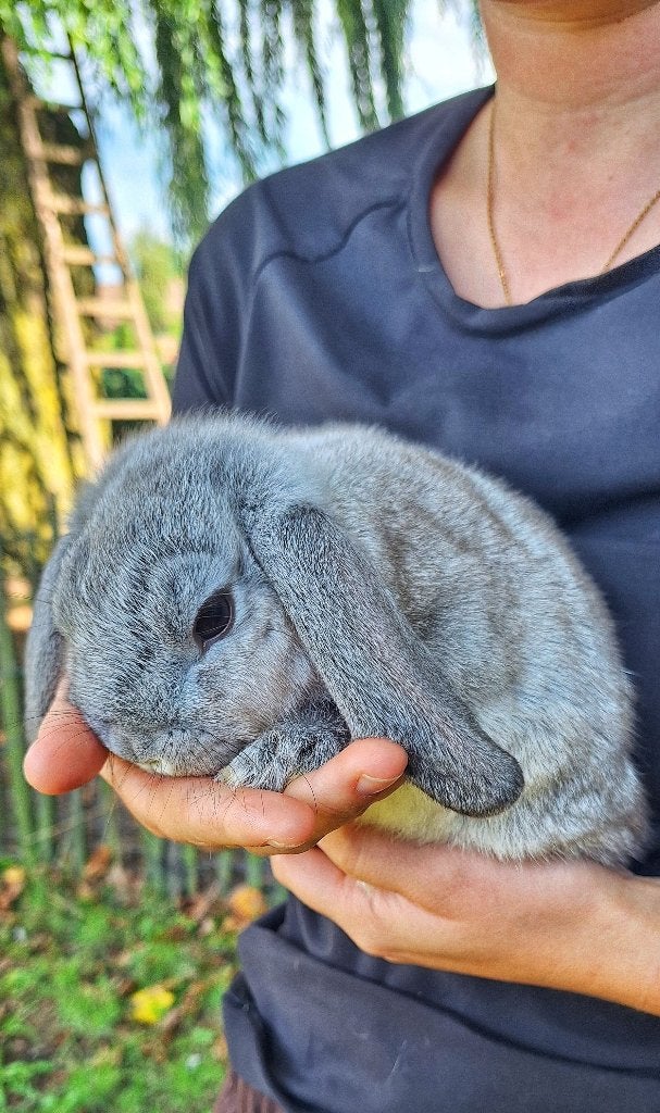Raszuivere Nederlandse dwerghangoortjes, Dieren en Toebehoren, Dwerg