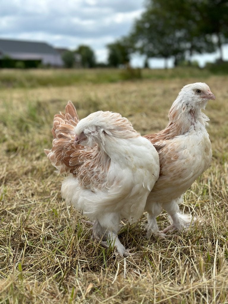 Jonge tamme Faverolles kippen gesekst en ingeënt, Animaux & Accessoires, Femelle, Poule ou poulet