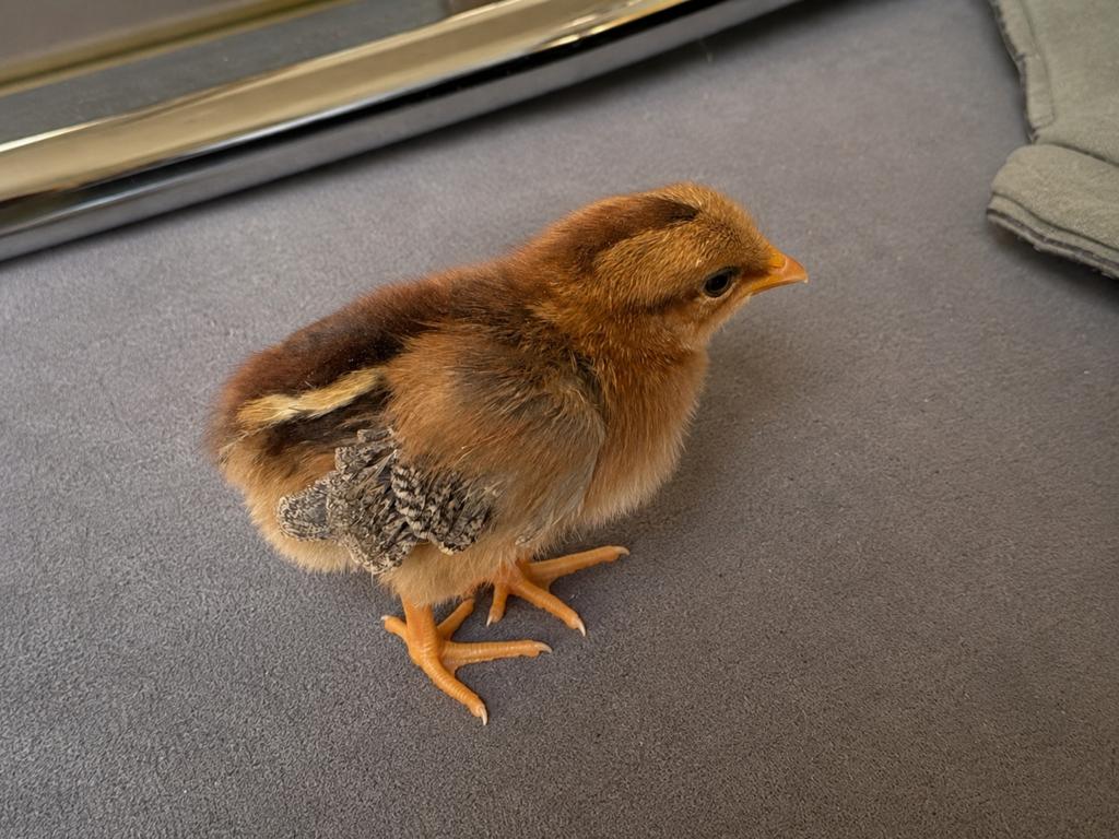 Kuiken leghorn bruinpatrijs, Dieren en Toebehoren, Pluimvee, Meerdere dieren, Kip