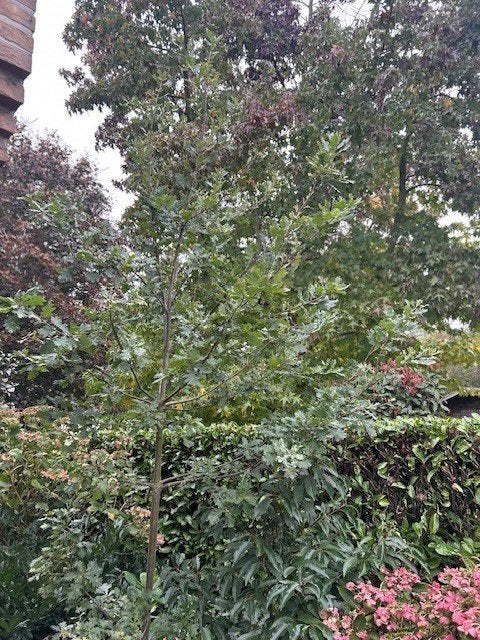 Wintereik, Ophalen, Lente, Halfschaduw, 250 tot 400 cm