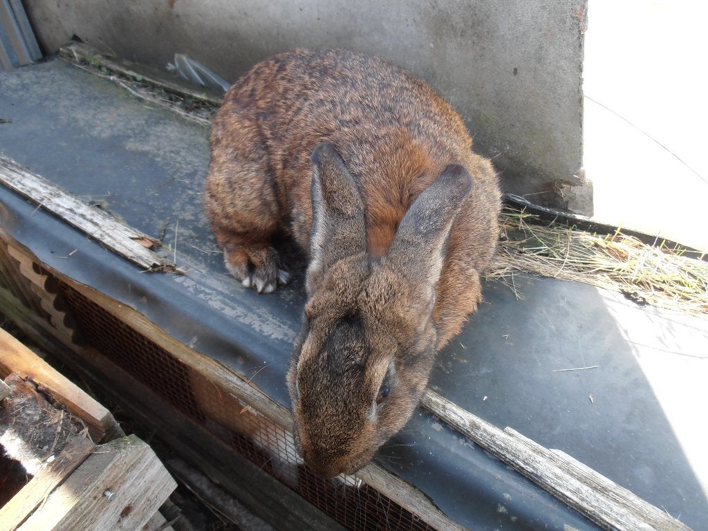 Konijn voedster., Dieren en Toebehoren