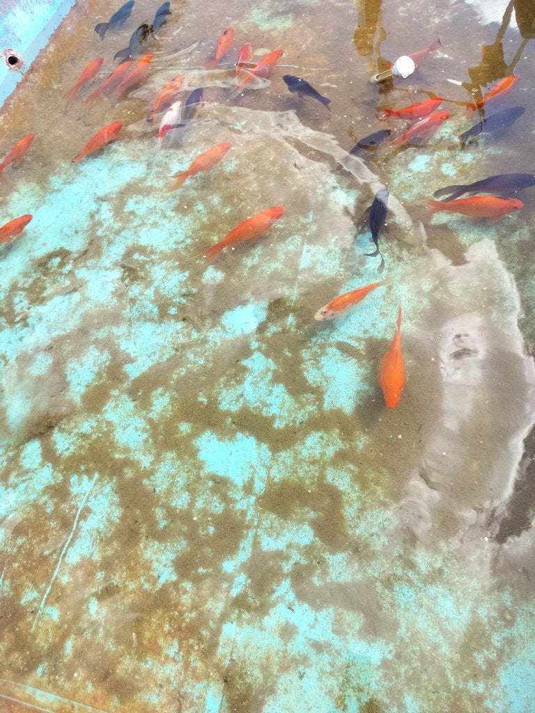 Vijvervissen 15 a 20 cm, Dieren en Toebehoren, Goudvis(sen)