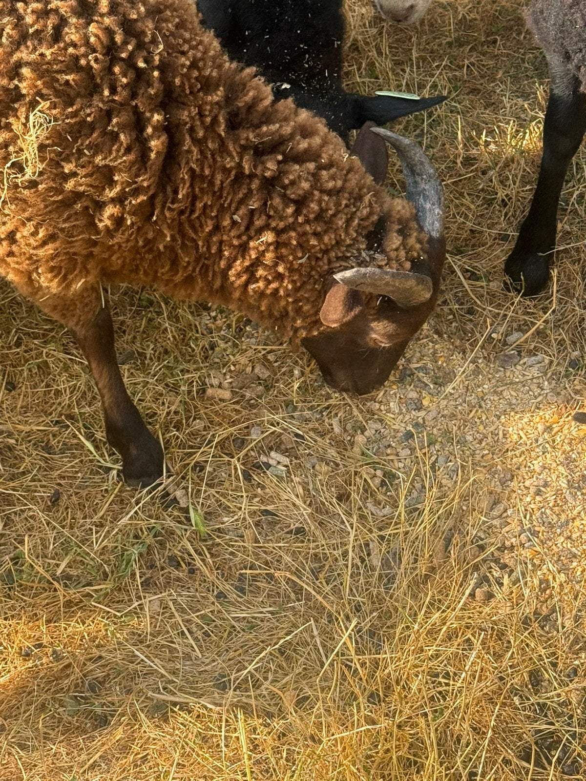 3 ouessant rammetjes te koop, Animaux & Accessoires, Moutons, Chèvres & Cochons