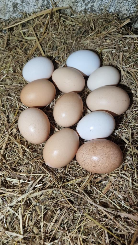 œufs frais de poules a vendre, Animaux & Accessoires, Volatiles | Accessoires, Neuf, Abreuvement et Alimentation, Enlèvement