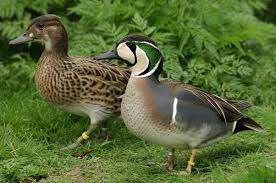 3 baikaltalijgen, Dieren en Toebehoren, Meerdere dieren, Eend