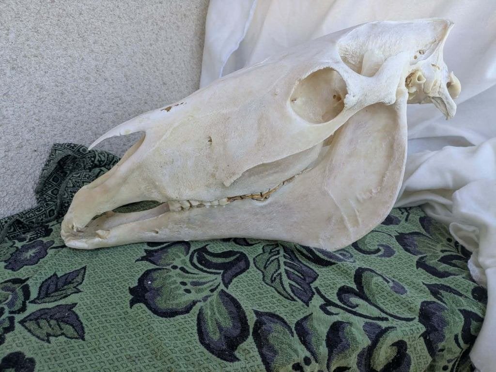 Paardenschedel schedel botten paard anatomie 50 tot 60cm, Verzenden, Gebruikt, Paard, Schedel
