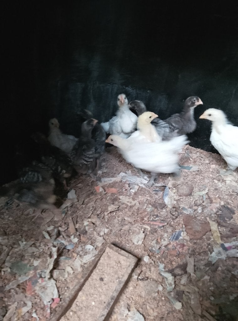 Kuikens Mechelse koekoek en Poule de Bresse, Dieren en Toebehoren, Pluimvee
