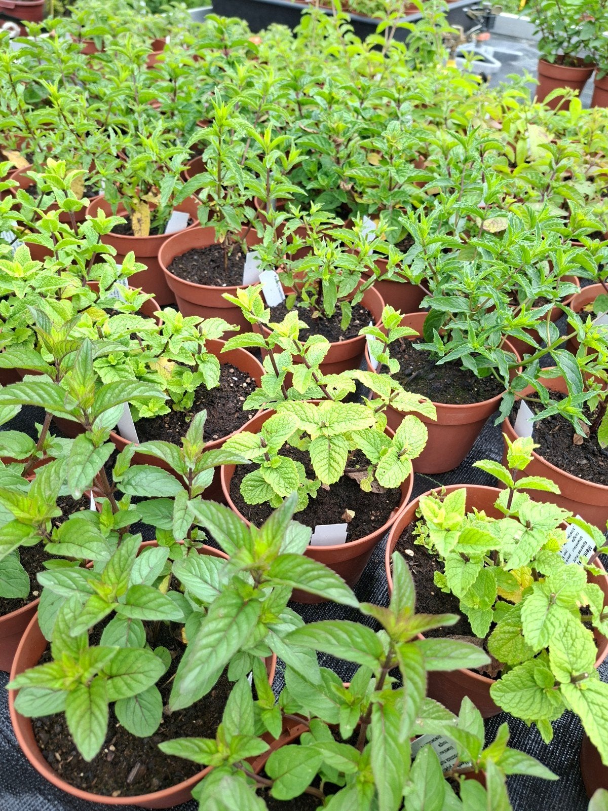 Muntplanten, Tuin en Terras, Ophalen