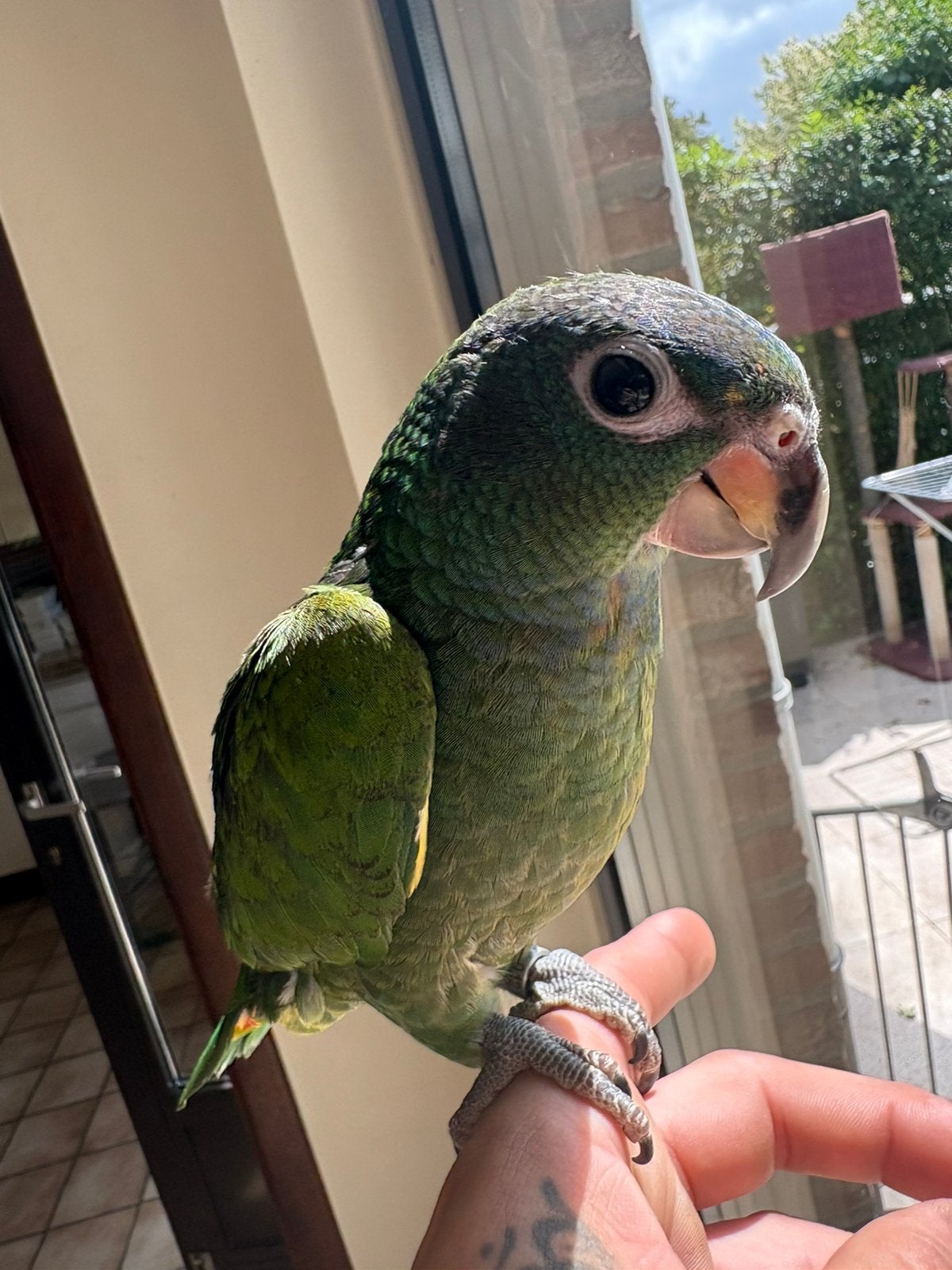 pionus menstruus, Dieren en Toebehoren, Vogels | Parkieten en Papegaaien, Geslacht onbekend, Papegaai, Geringd